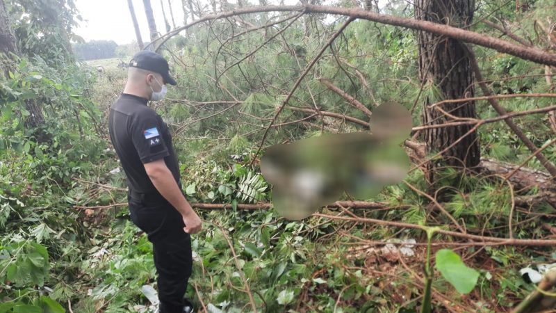 Wanda: Falleció un trabajador aplastado por un pino