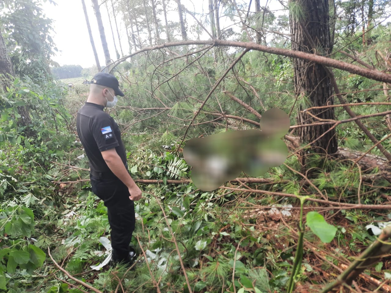 Wanda: Falleció un trabajador aplastado por un pino
