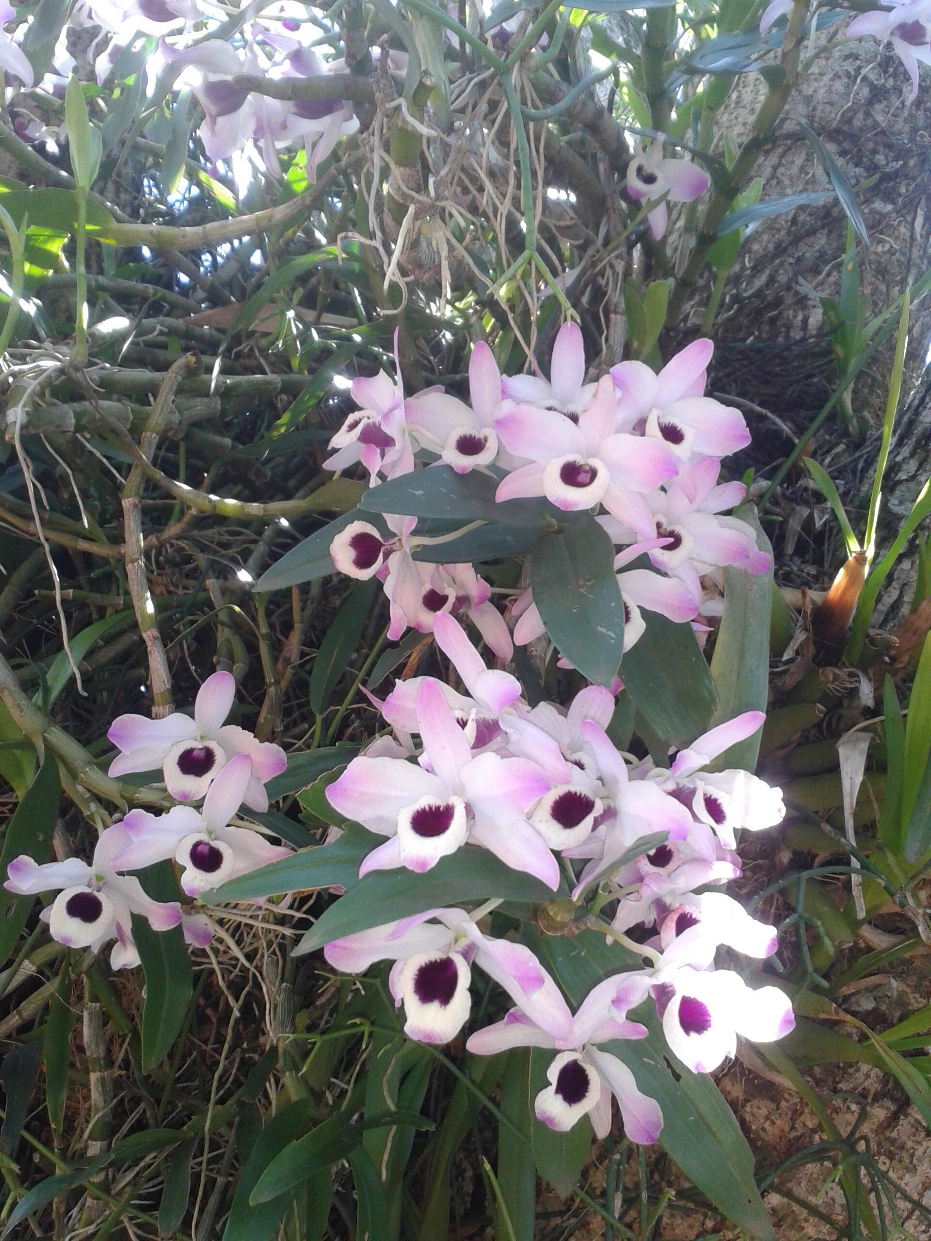 Flora de Misiones: Charla sobre Frutales y Orquídeas Nativas en el IMiBio –  Actualizate Iguazú