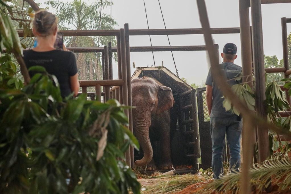 Desde el jueves Pocha y Guillermina disfrutan de la libertad en el santuario de elefantes