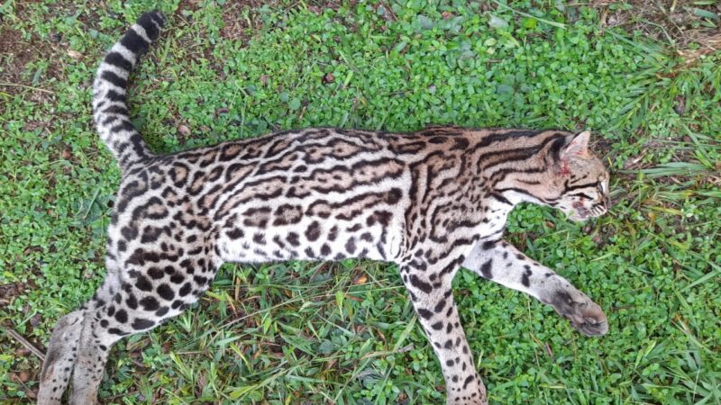 Selva de luto: un ocelote fue atropellado sobre la ruta 12