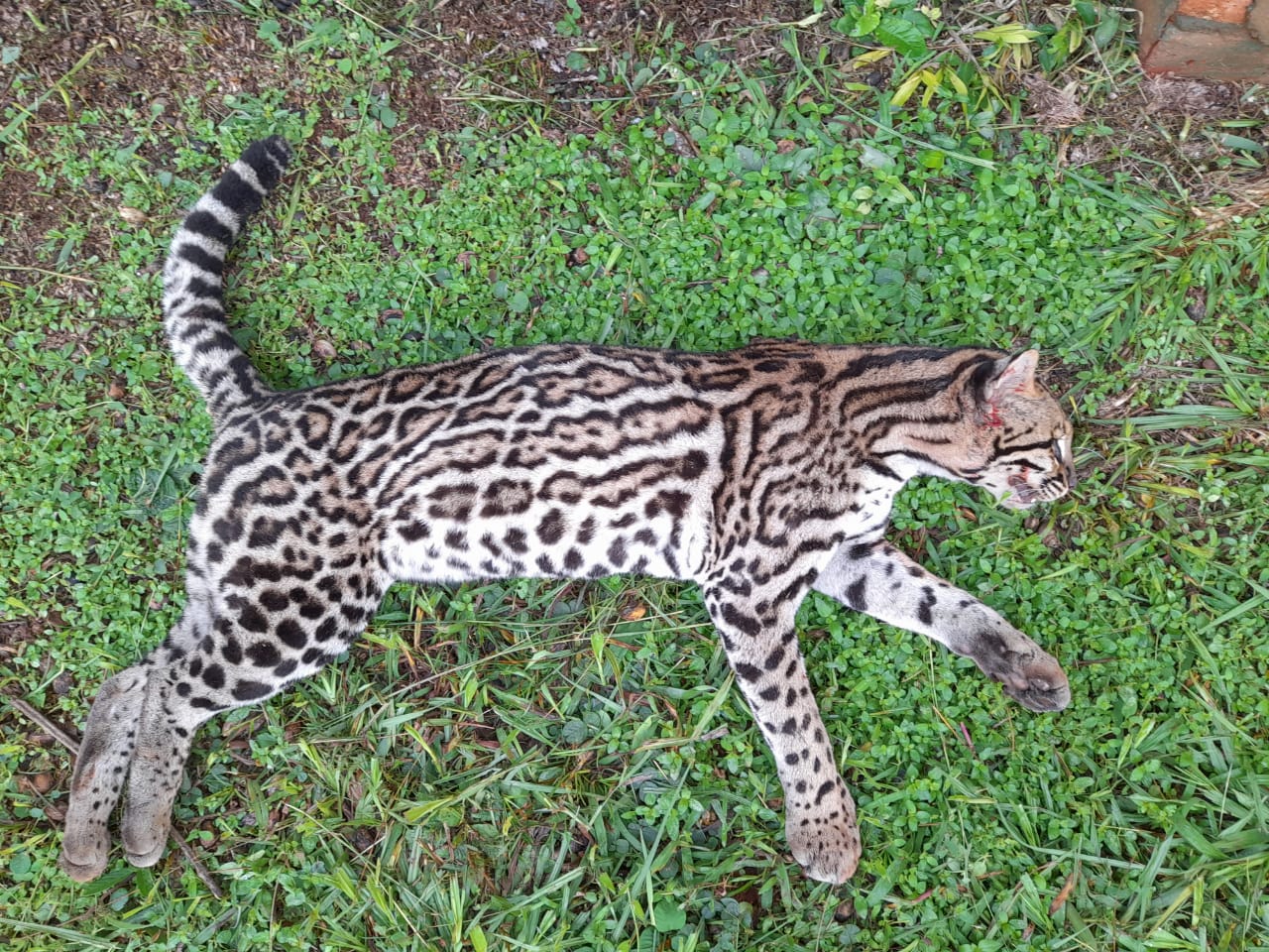 Selva de luto: un ocelote fue atropellado sobre la ruta 12