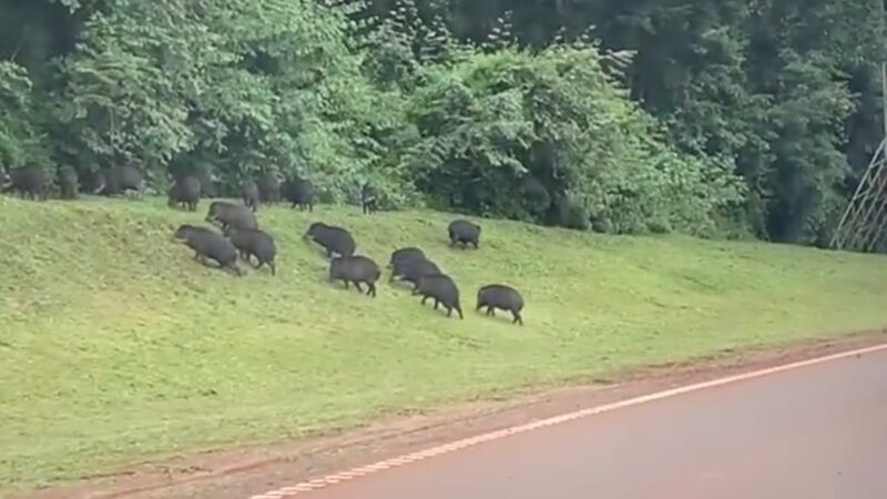 Un grupo de pecaríes fue captado camino al aeropuerto de Iguazú