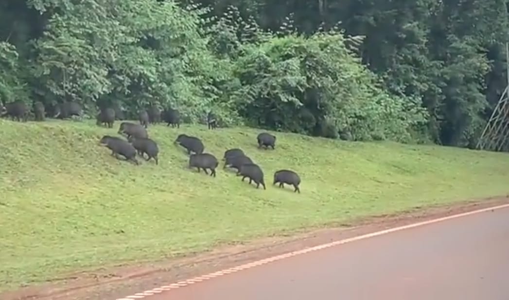 Un grupo de pecaríes fue captado camino al aeropuerto de Iguazú