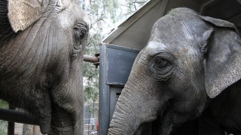 Trasladan al Santuario de los elefantes a “Pocha” y “Guillermina”, pasarán por Iguazú.