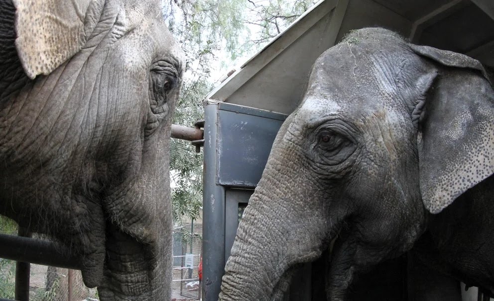Trasladan al Santuario de los elefantes a “Pocha” y “Guillermina”, pasarán por Iguazú.