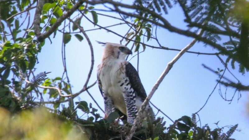 Detectaron la presencia de juveniles de Águila Crestuda Real, especie en peligro, en el Parque Cruce Caballero