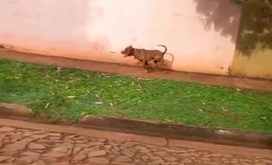 Pitbull mató a tres perros y dejó un cuarto mal herido