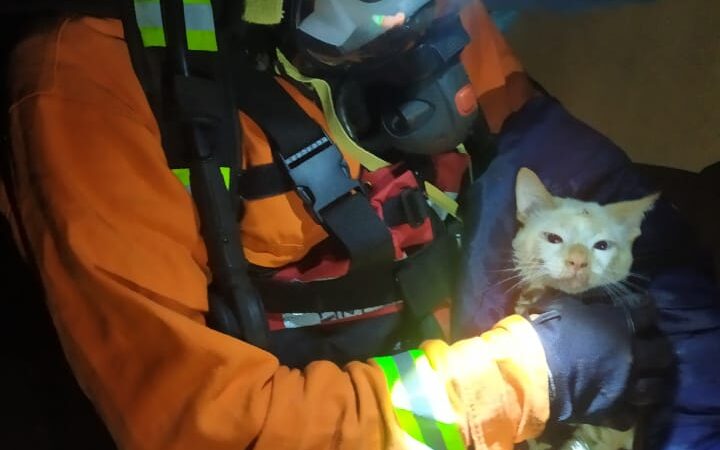 Grupo GERSI rescató un gato de un pozo de 15 metros de profundidad