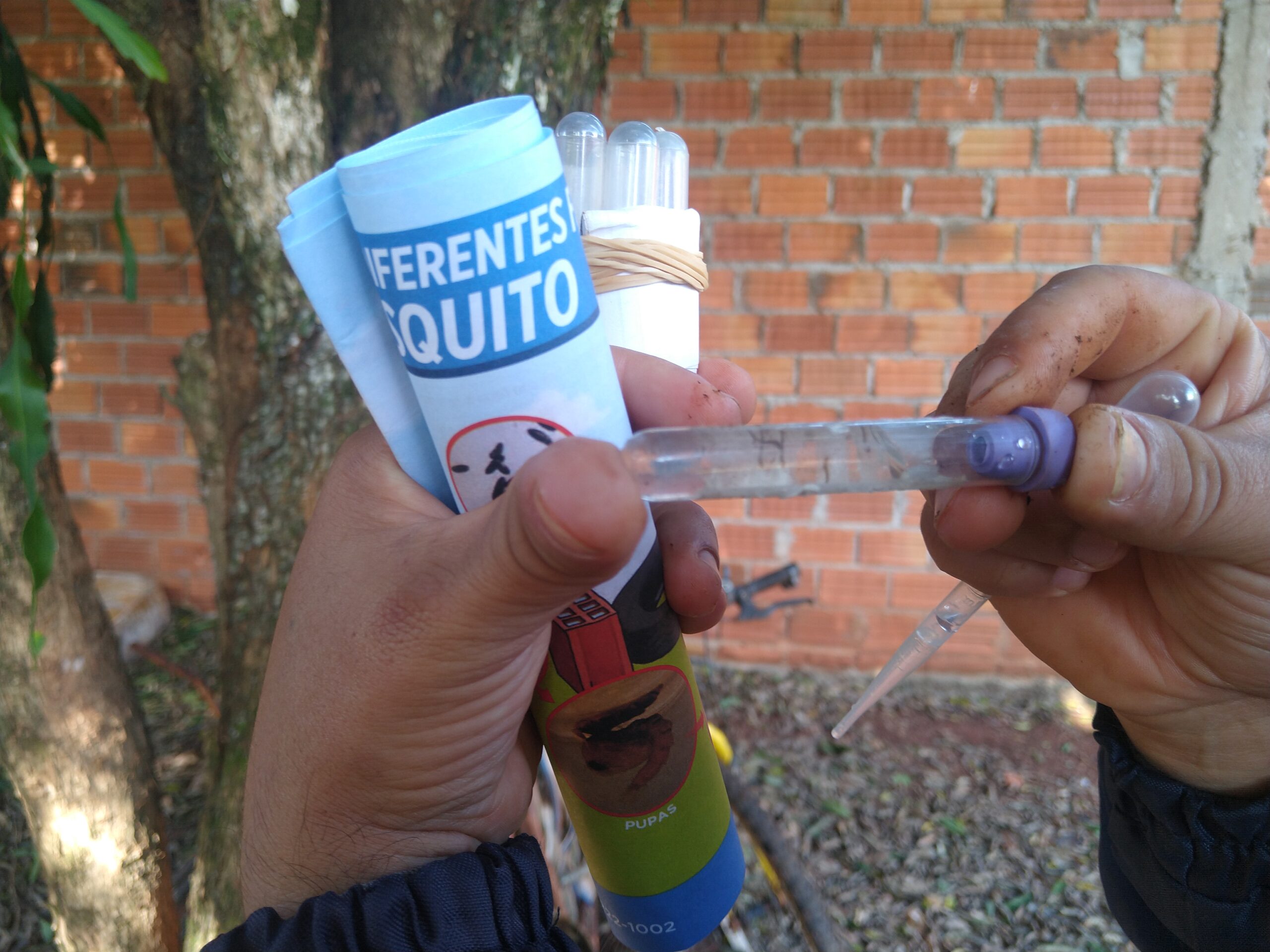 Iguazú: el resultado parcial del LIRAa en etapa interbrote alcanzó el 6%