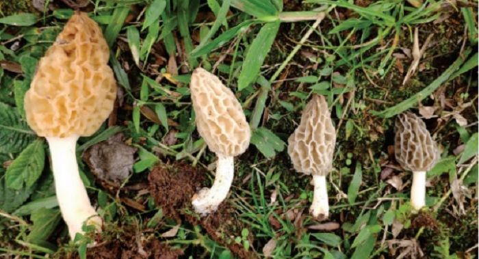 El IMiBio presentó el primer registro oficial del hongo Morchella esculenta en Misiones