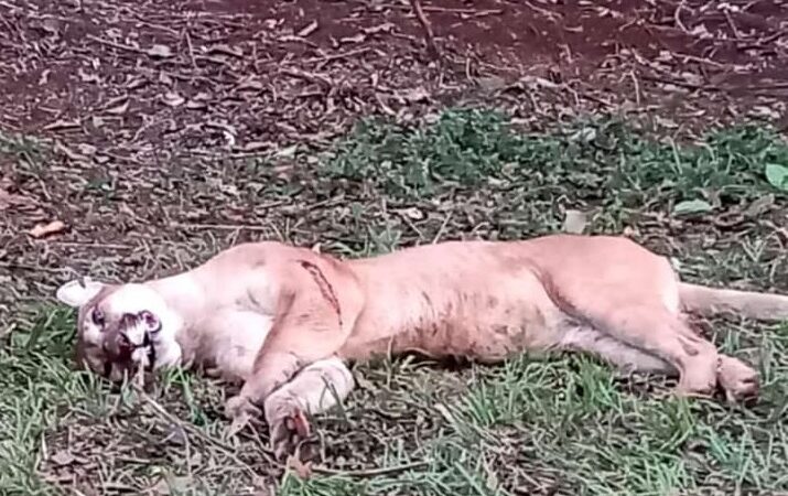 Selva de luto: atropellaron un puma en el Parque Nacional Iguazú