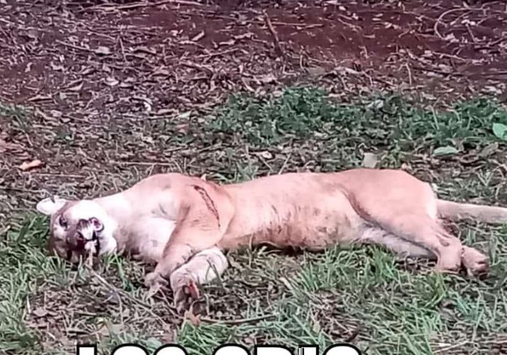 Selva de luto: atropellaron un puma en el Parque Nacional Iguazú