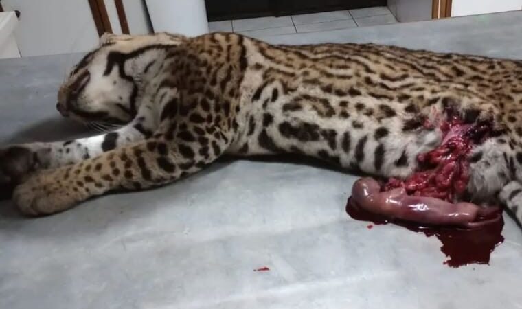Mas de 2.000 animales fueron atropellados en el Parque Nacional Iguazú en los últimos 4 años