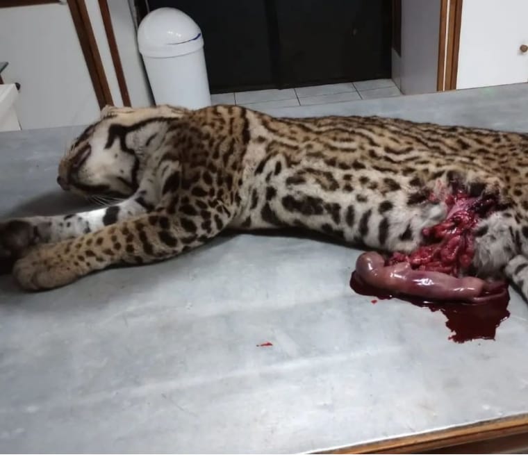 Mas de 2.000 animales fueron atropellados en el Parque Nacional Iguazú en los últimos 4 años