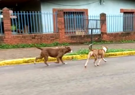 Denunció a los dueños de dos pitbulls tras ser atacada en el patio de su casa y ver como mataron a su perra
