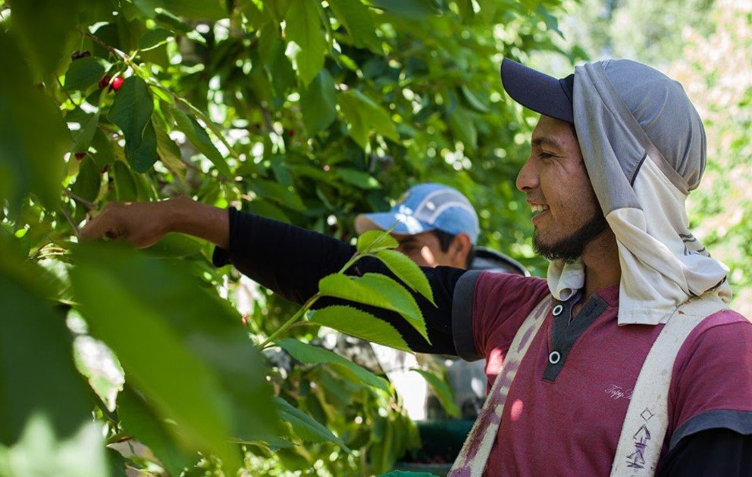 Paritarias: insignificante aumento para los trabajadores rurales