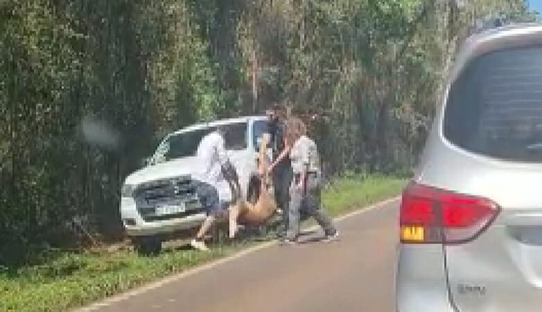 Brasileño atropelló y mató una corzuela dentro del Parque Nacional Iguazú