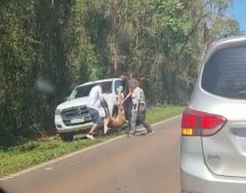 Brasileño atropelló y mató una corzuela dentro del Parque Nacional Iguazú