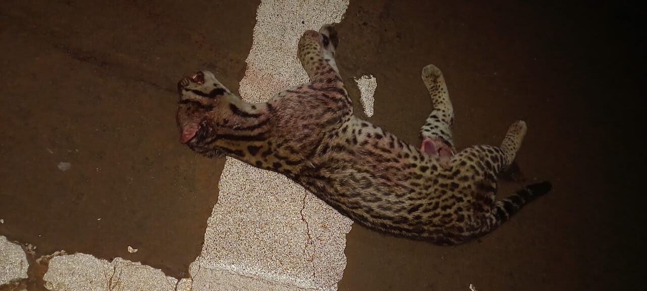 Atropellaron ocelote adulto sobre la ruta 12 en Puerto Península