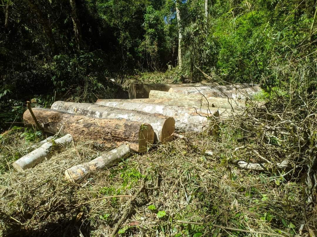 La Policía detuvo a dos personas por el apeo ilegal de especies autóctonas