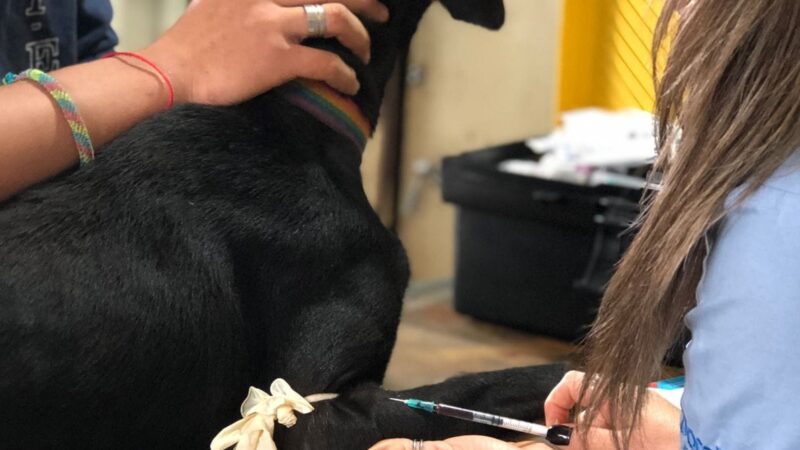 La municipalidad de Iguazú convocará a las protectoras a una reunión por los casos positivos de leishmaniasis en perros