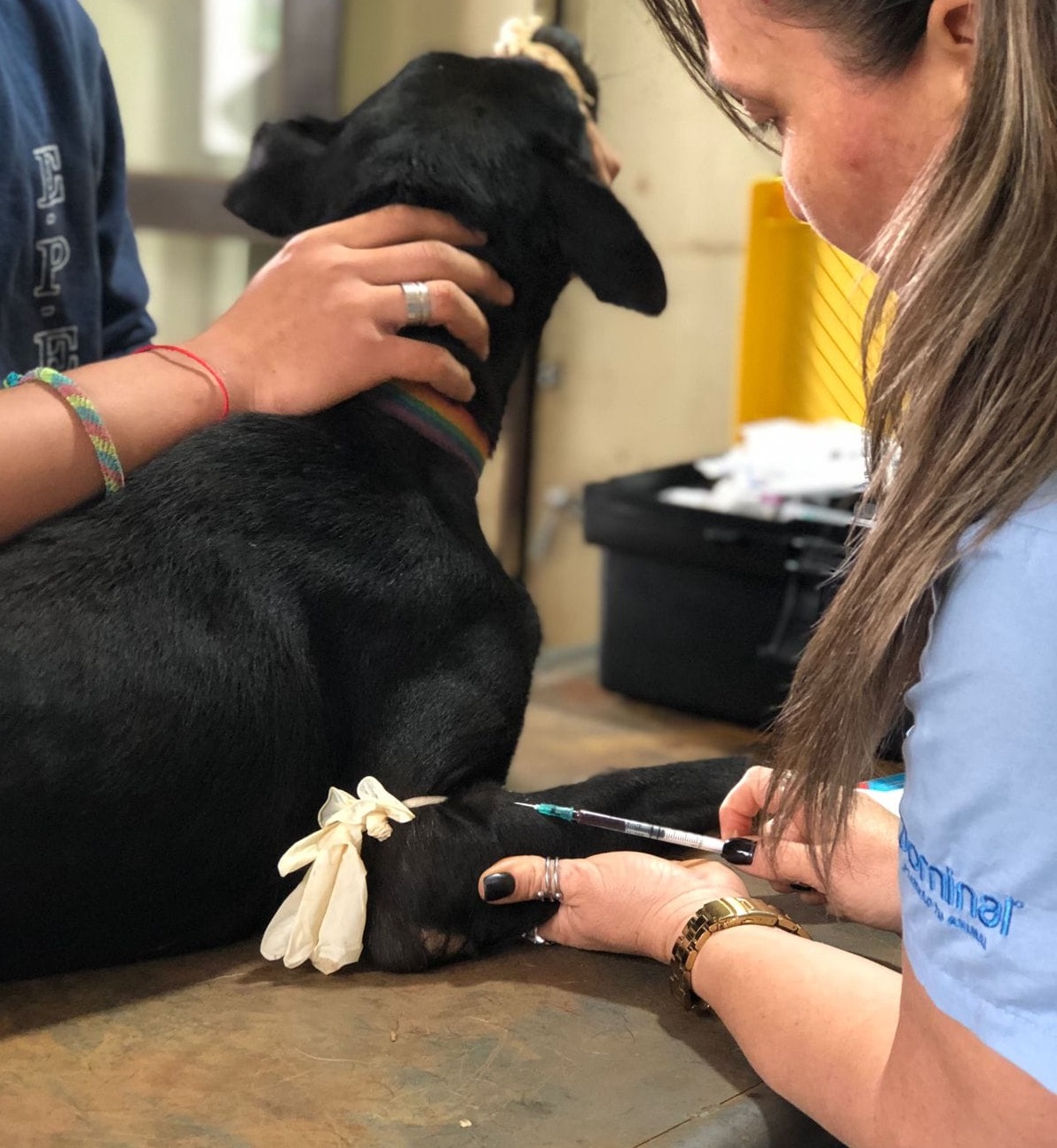 La municipalidad de Iguazú convocará a las protectoras a una reunión por los casos positivos de leishmaniasis en perros