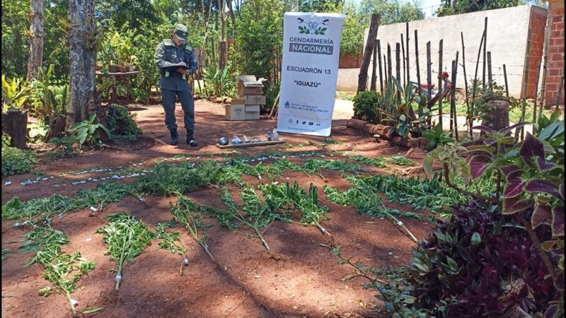 Iguazú: Tenia una plantación de más de 200 plantas de marihuana en su chacra