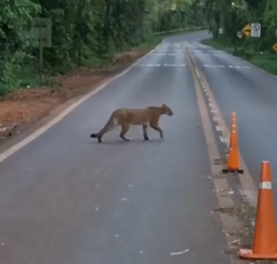 Un puma adulto fue captado paseando en el acceso al aeropuerto de Iguazú