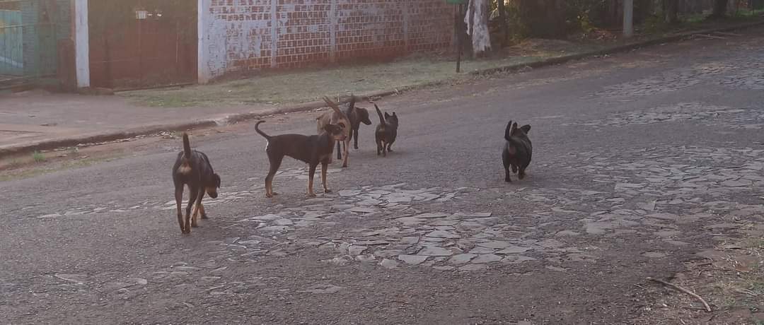 Protectoras de animales en Iguazú exigen el cumplimiento integral de la ordenanza de tenencia responsable
