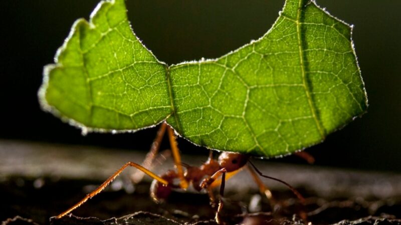 El gobernador junto a los productores presentó el proyecto de manejo de hormigas cortadoras