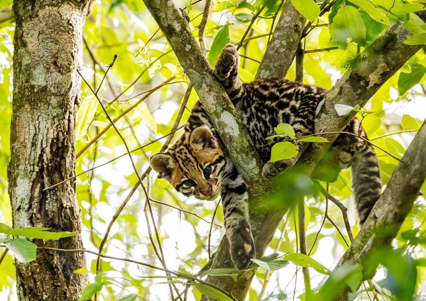 Campaña que lucha contra la cacería de yaguaretés en la selva misionera cuenta con el apoyo de los artistas
