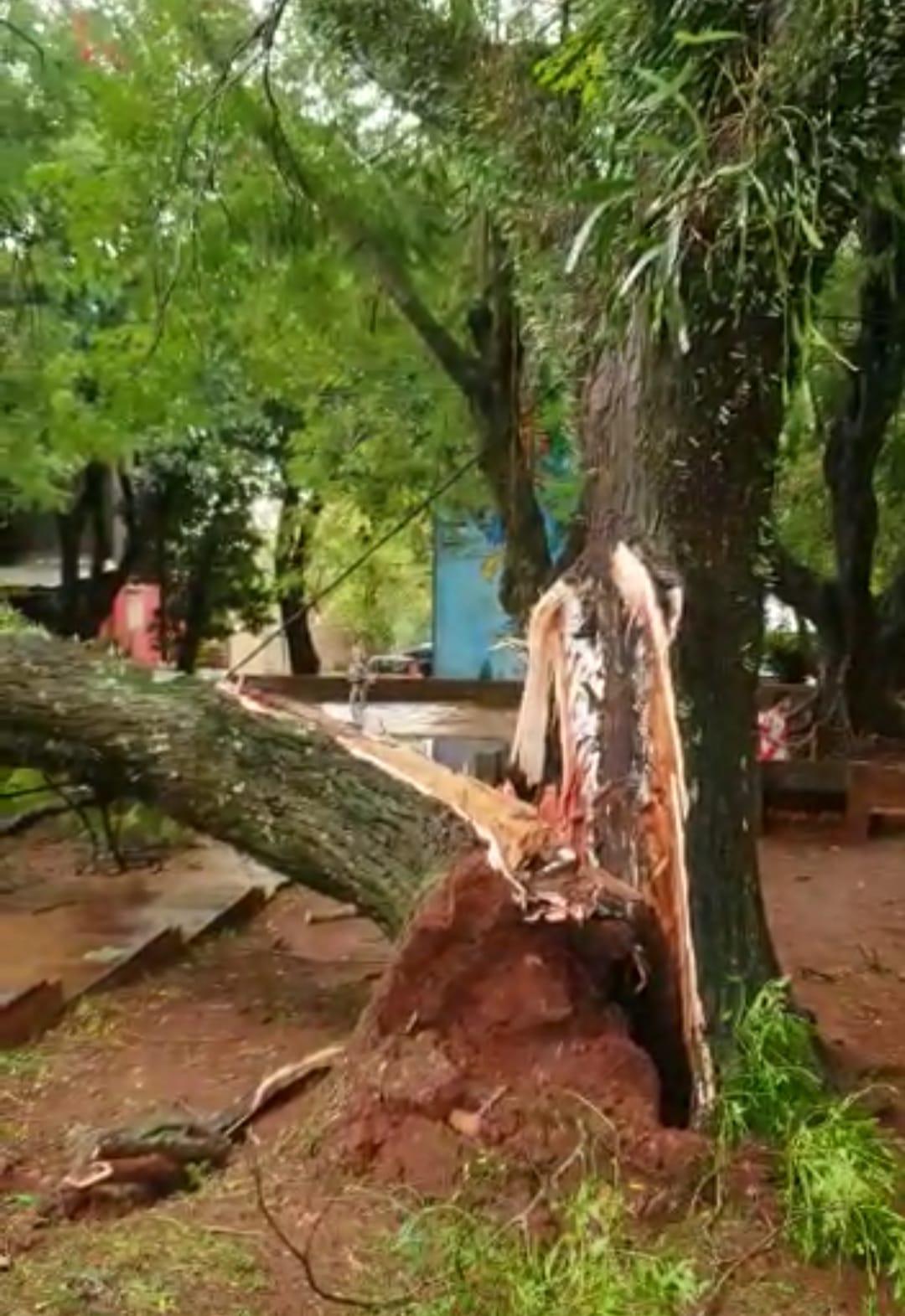 Temporal azotó gran parte de Puerto Iguazú y dejó como saldo varios árboles caídos