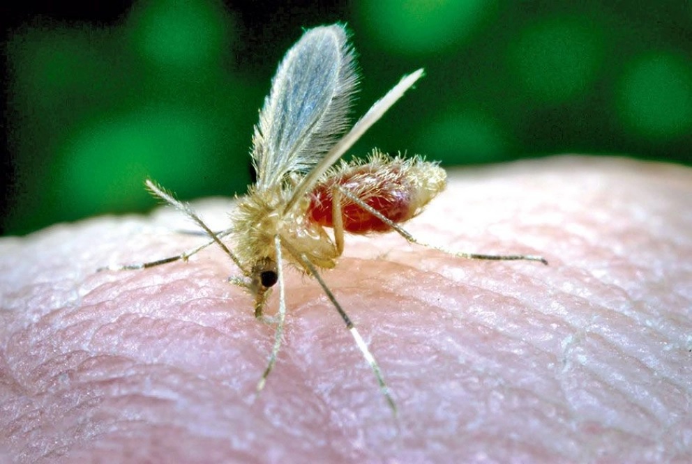 Adolescente de Garupá grave con diagnóstico de leishmaniasis visceral