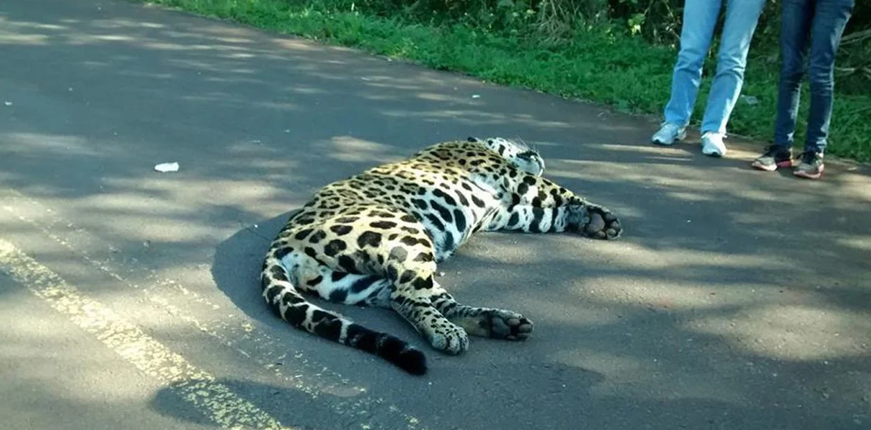 Instan a respetar los límites de velocidad en áreas protegidas durante el fin de semana largo