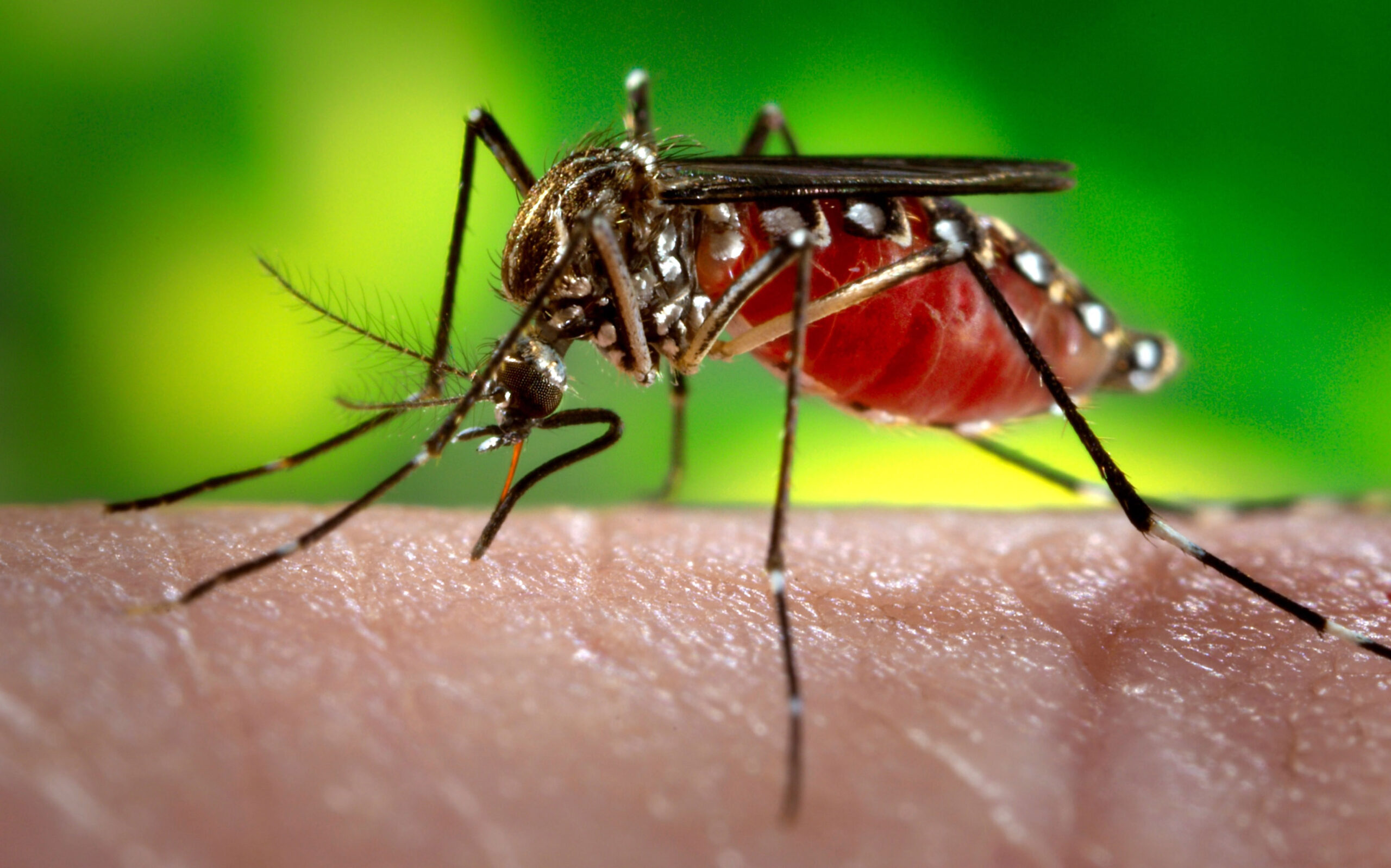 Tras el aumento de casos de chikungunya habrá operativo en Iguazú