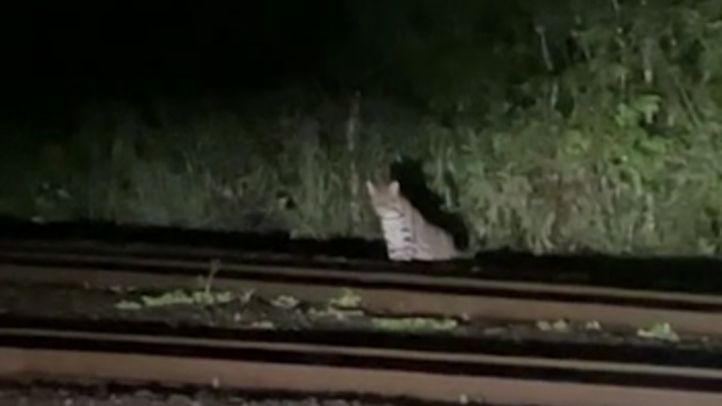 Un guardaparques avistó un ocelote en cercanías a la estación cataratas.