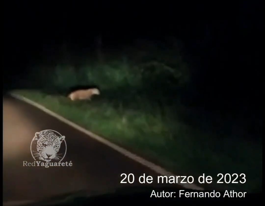 Turista avistó un yaguareté camino al aeropuerto