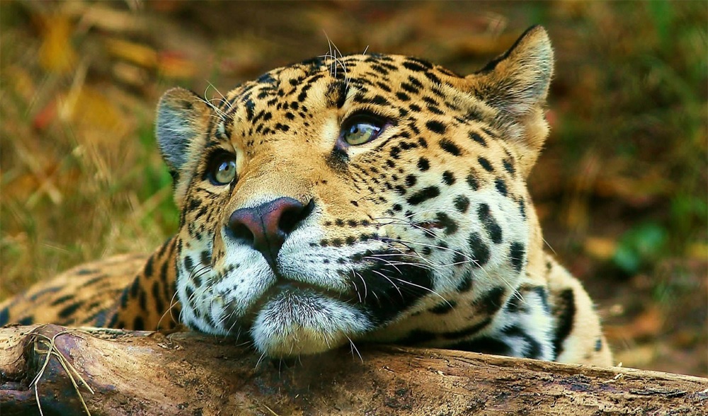 Una de cada 8 especies silvestre en el mundo se encuentra amenazada de extinción.