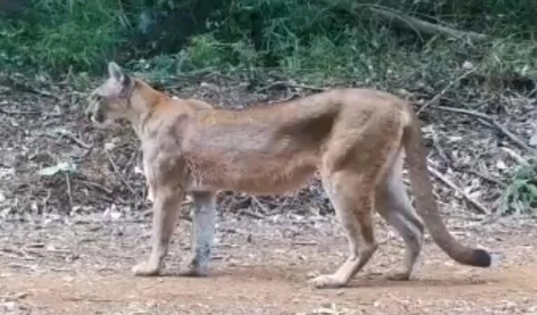 Andresito: un puma atacó a tres ovejas en la EFA Santa María