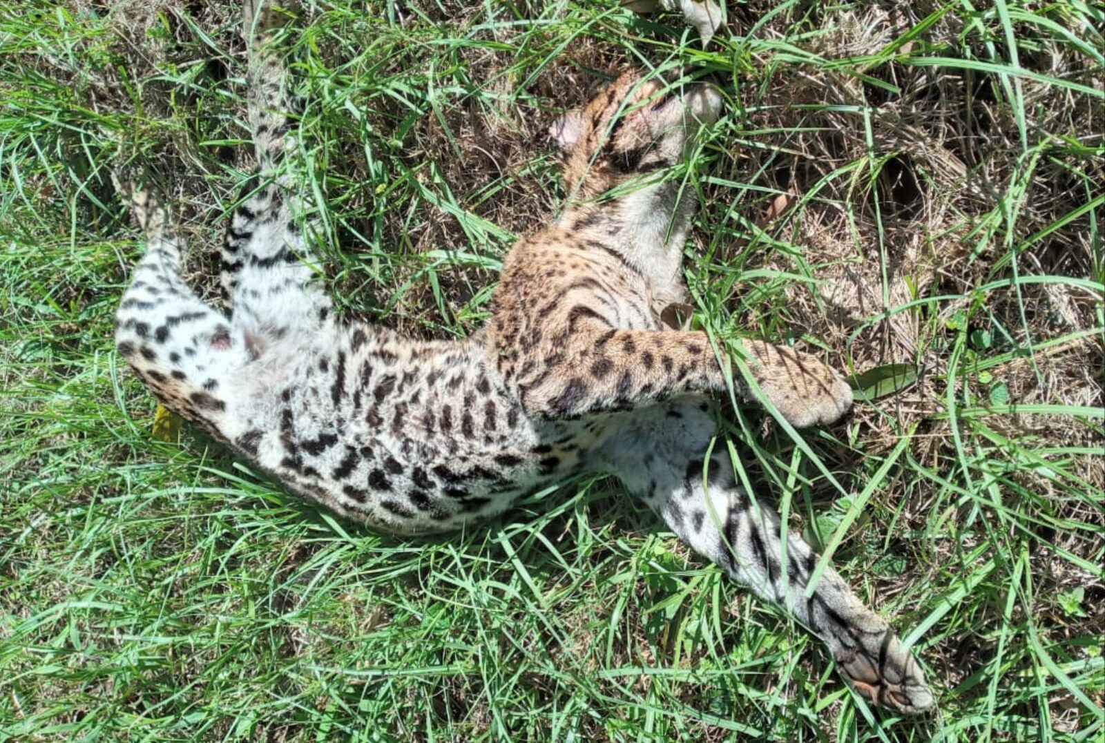 Elevaron un pedido a la Justicia Federal para que actúe con celeridad ante los casos de atropellamiento de fauna silvestre