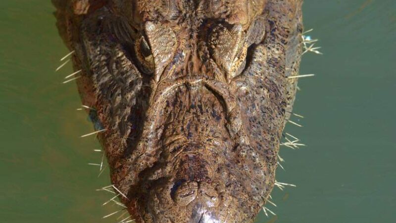 Vida Silvestre: impactantes de imágenes de un yacaré después de cazar un coendú