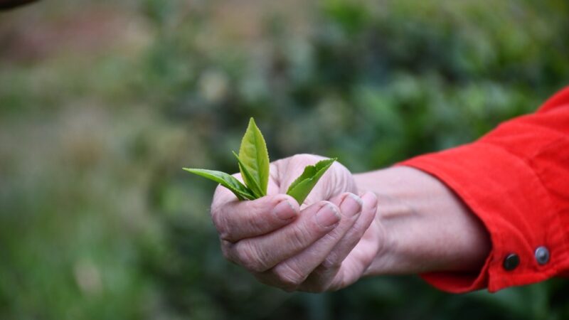 El té argentino se posiciona en el mercado mundial
