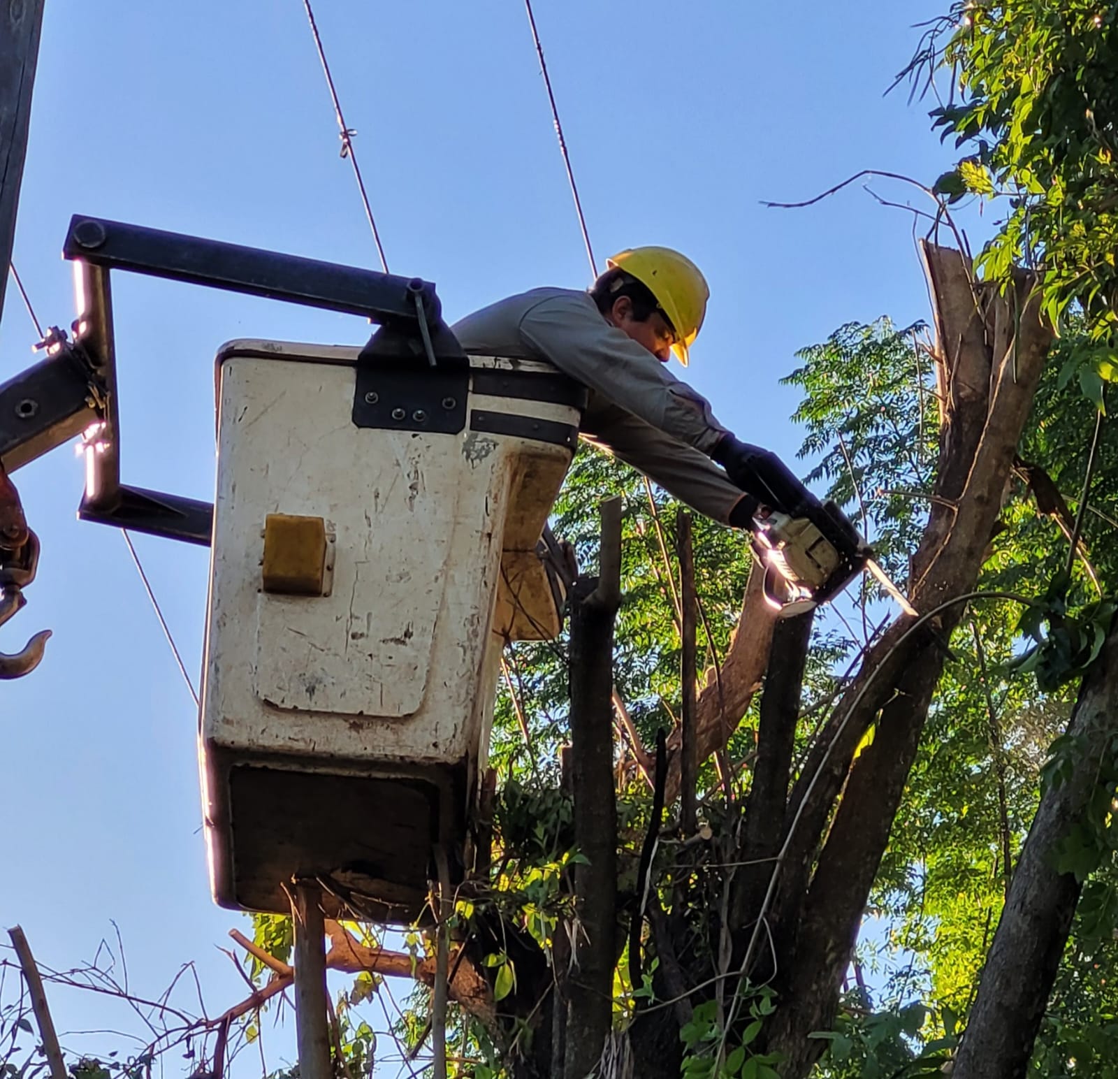 Llevaron adelante un operativo de poda en Posadas