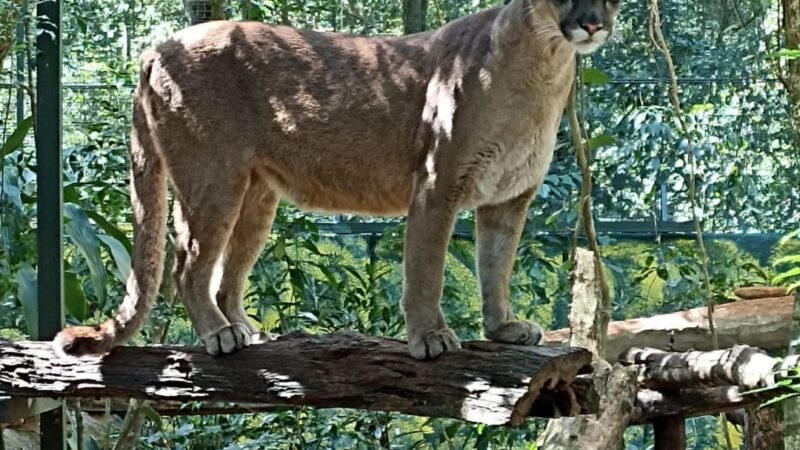 Continua el patrullaje para dar con el paradero del Puma que escapó de Güira Oga