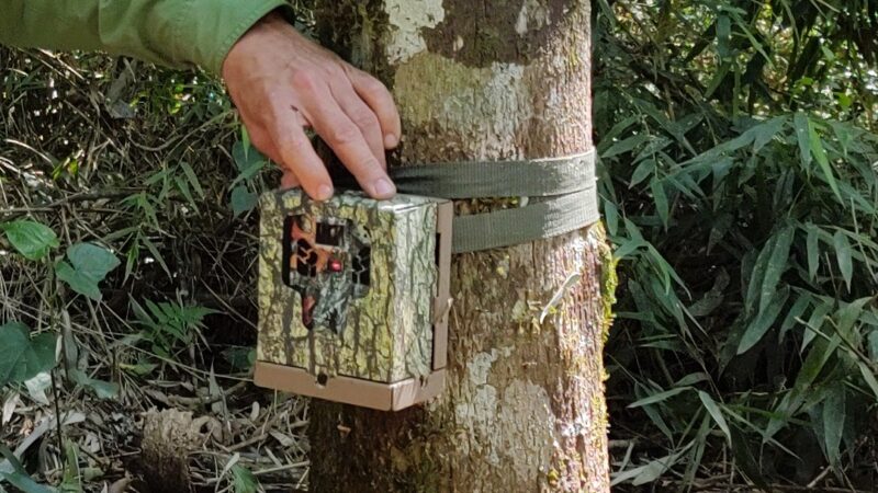 Sin nuevos registros del paradero del puma, Güira Oga trabaja para encontrarlo
