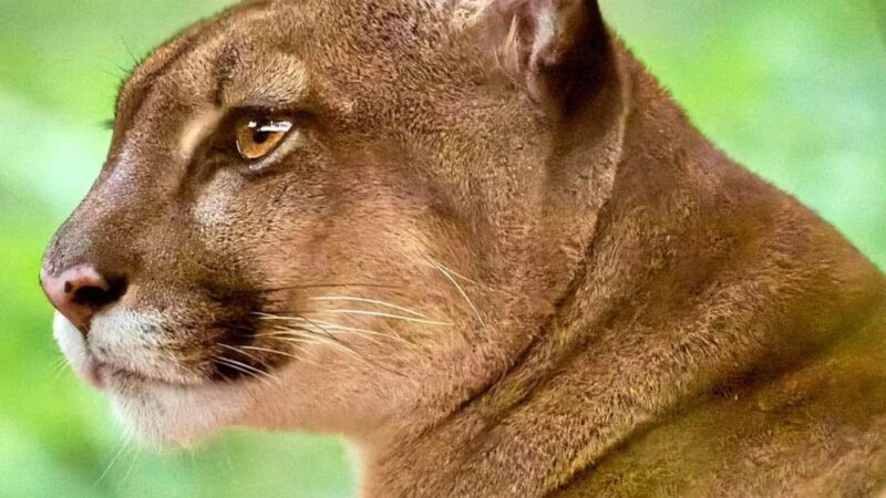 Recapturaron al puma, volvió por comida e ingresó al recinto