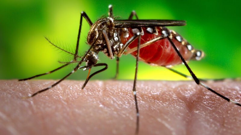 Este año Misiones tuvo más casos de chikungunya que de dengue