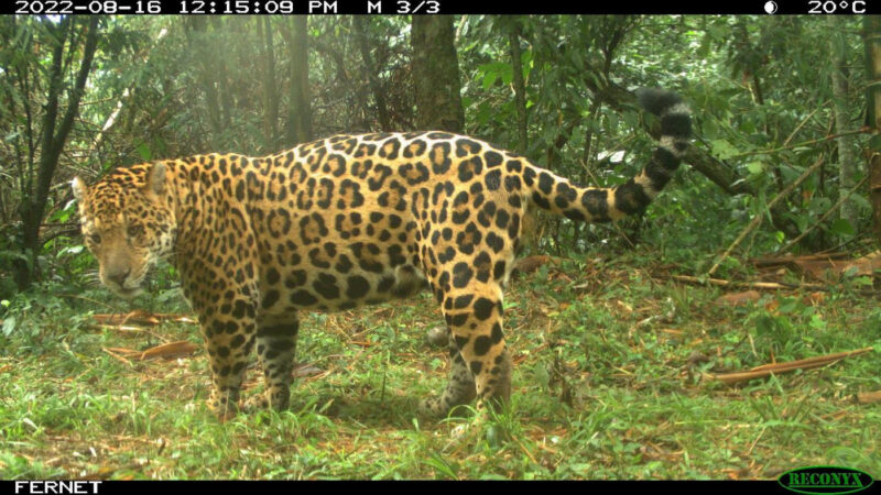 Monitoreo poblacional de yaguaretés: hay menos de 100 individuos en la selva misionera