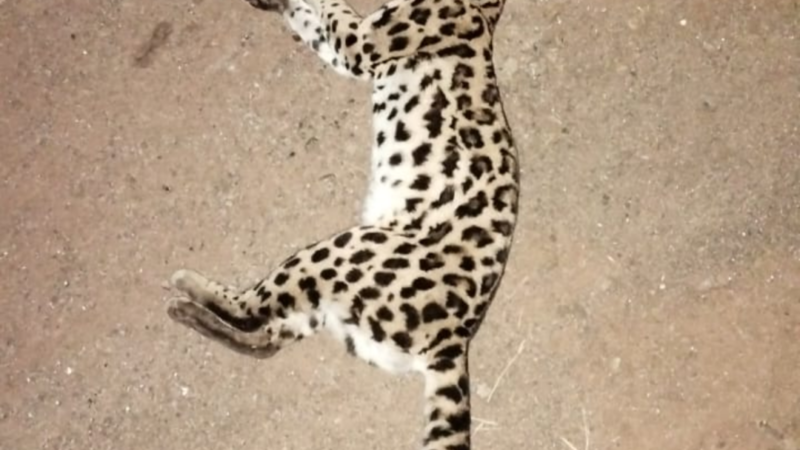 Cuidado Animal: atropellaron y mataron a un gato Margay a metros de Güira Oga